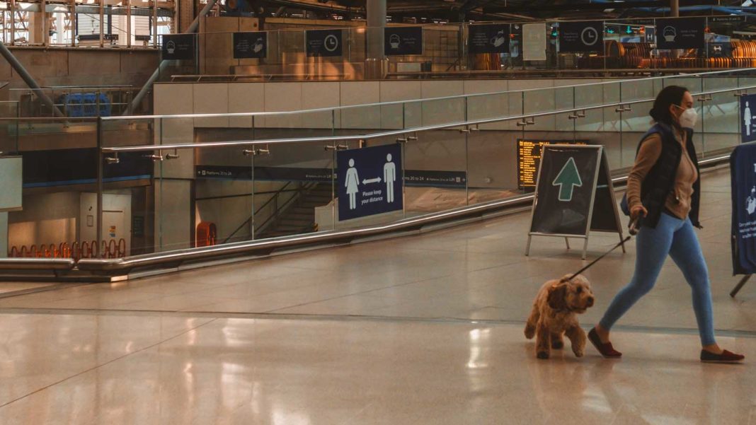 Tips-You-Must-Know-For-Flying-Your-Dog-with-Ease-on-focuseverything