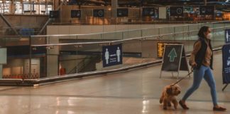 Tips-You-Must-Know-For-Flying-Your-Dog-with-Ease-on-focuseverything