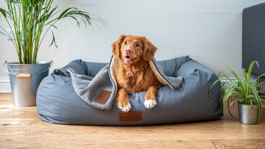 Find-the-Best-Cooling-Mat-for-Your-Dog-to-Keep-Them-Cool-On-Hot-Days-on-focuseverything