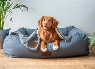 Find-the-Best-Cooling-Mat-for-Your-Dog-to-Keep-Them-Cool-On-Hot-Days-on-focuseverything