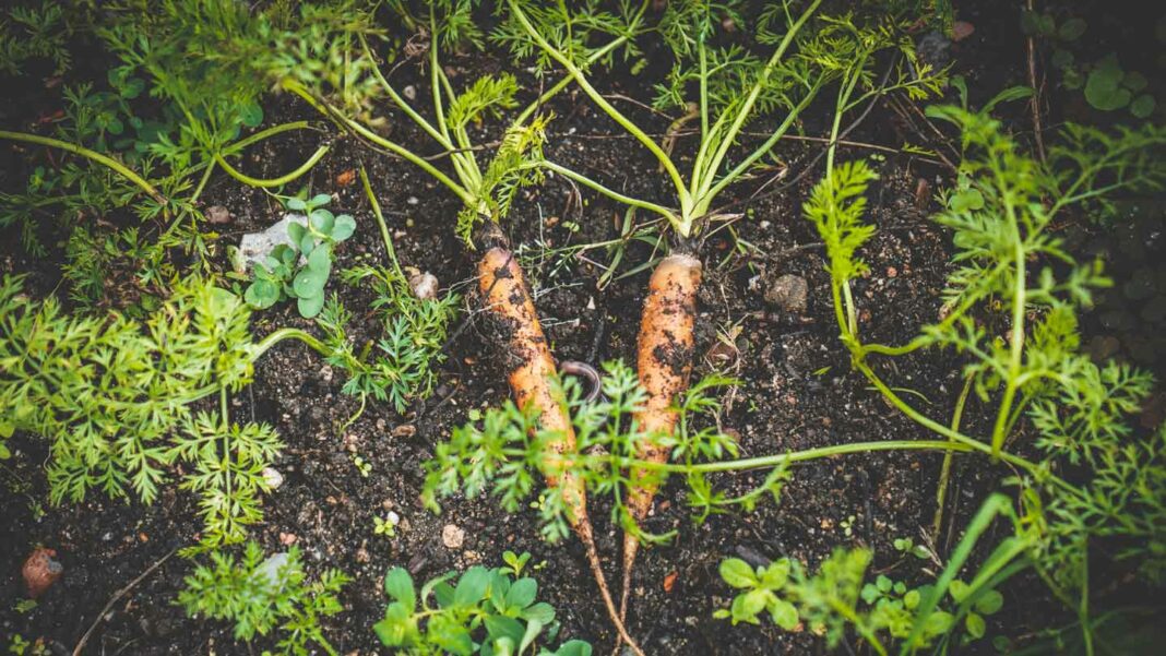 Carrot-Chronicles-Growing-Crunchy-Delights-In-Your-Home-Garden-on-focuseverything