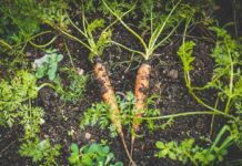 Carrot-Chronicles-Growing-Crunchy-Delights-In-Your-Home-Garden-on-focuseverything